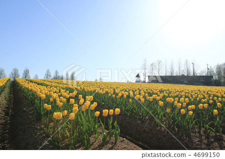 色拉高地農場15 4699150