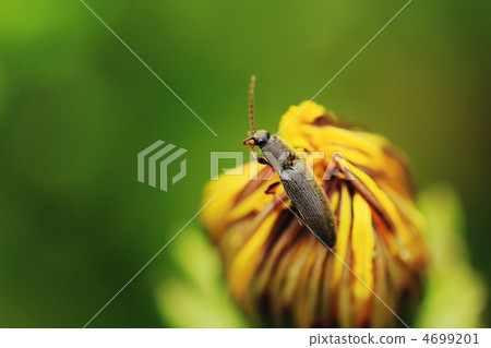 Click beetle 4699201