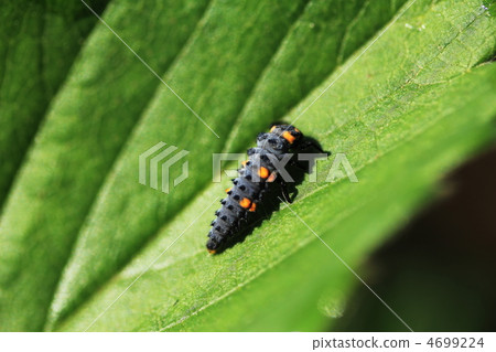 瓢蟲幼蟲 瓢蟲幼蟲 4699224