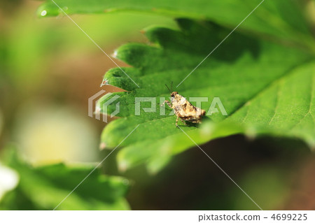 Hishibatta Hishibatta 4699225