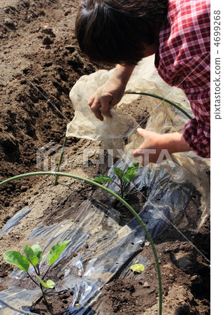 Seedlings Seedlings 4699268