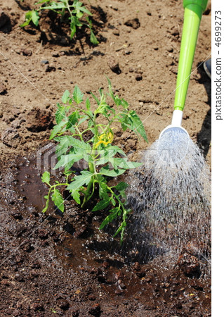 Watering seedlings 4699273