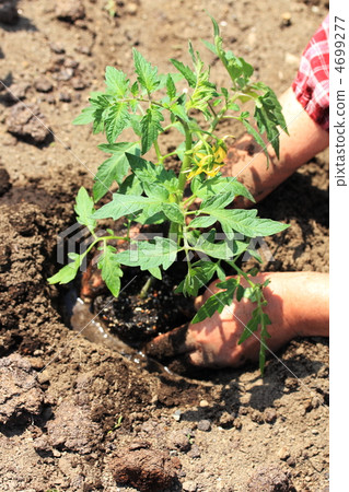 Tomato seedling planting 4699277