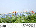 Nemophila和罌粟 4699284