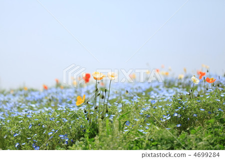 Nemophila和罌粟 Nemophila和罌粟 4699284