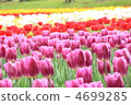 鬱金香 4699285