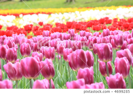 鬱金香 鬱金香 4699285