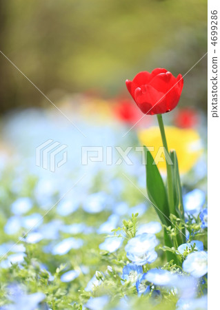 鬱金香和Nemophila 鬱金香和Nemophila 4699286