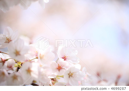 櫻桃樹 櫻桃樹 4699287