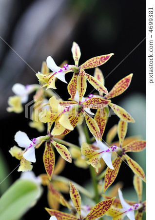 Epidendrum · Stanfordianam 4699381