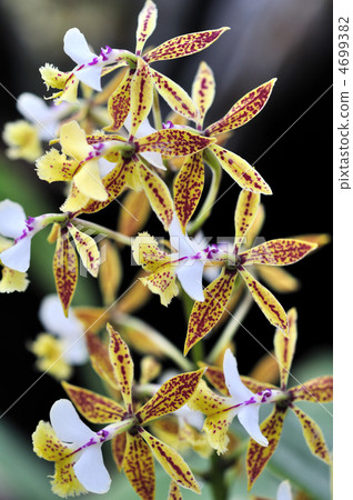Epidendrum·Stanfordianam 4699382