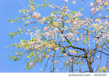Yaeri red weeping cherry-blossoms Yaeri red weeping cherry-blossoms 4699384