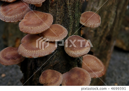 Shiitake mushroom 4699391
