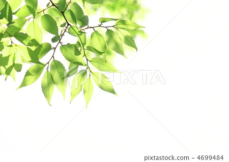 Brilliance of young leaves 4699484