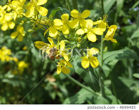 Rape flowers and bees Rape flowers and bees 4699485