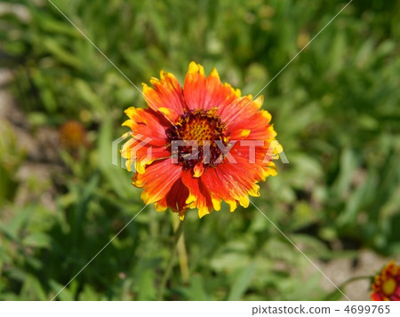 天體菊花 天體菊花 4699765