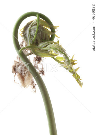 春天的春天開了 4699888