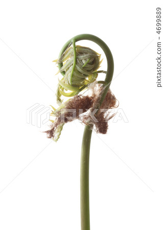 春天的春天開了 春天的春天開了 4699889