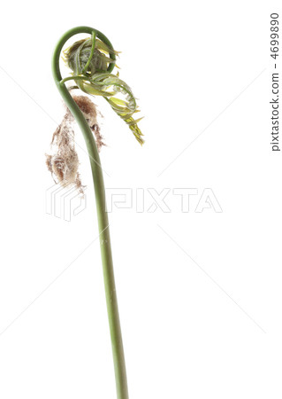 春天的春天開了 4699890