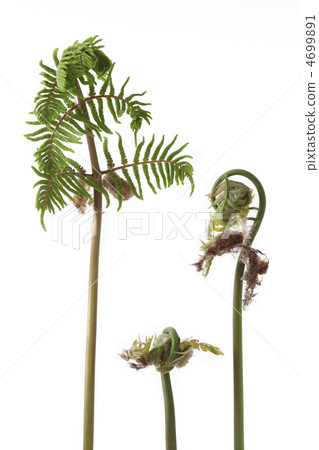 Spring spring opened 4699891