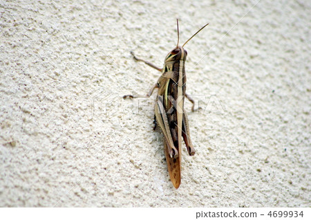 Patanga japonica Patanga japonica 4699934