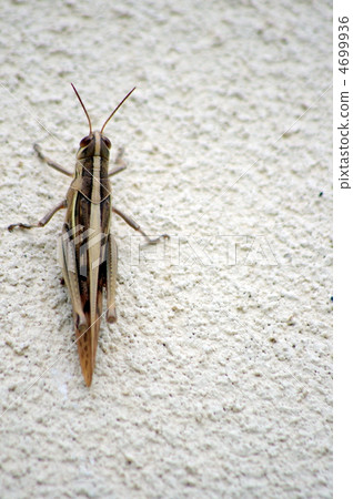 巴坦加粳稻 4699936