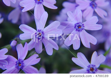 Moss phlox  4700189