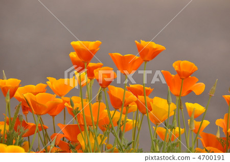 California poppy 4700191