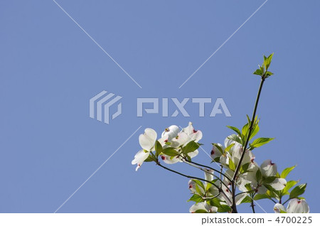 Flower tree Flower tree 4700225