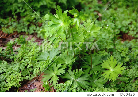 Torikabuto Torricabuto的葉子 Torikabuto Torricabuto的葉子 4700426