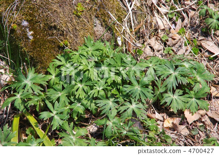 Torikabuto Torricabuto的葉子 Torikabuto Torricabuto的葉子 4700427