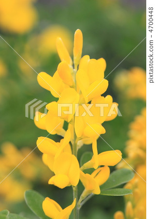 Enishida 4700448