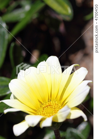 Gazania 4700450