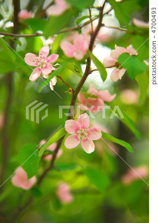 Karin's flower 4700493