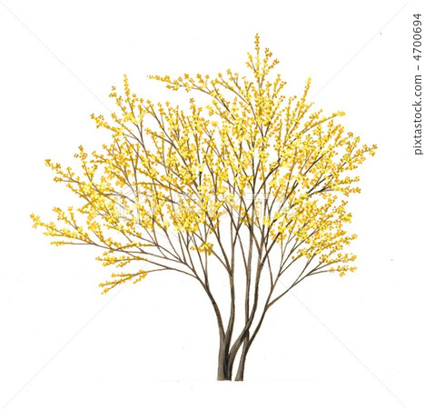 散手的插圖Sansho的植物繪畫 散手的插圖Sansho的植物繪畫 4700694