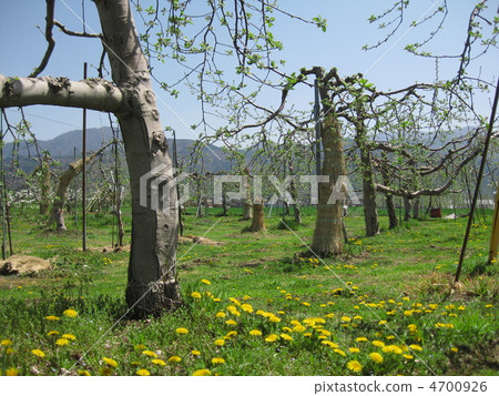 Spring apple field Spring apple field 4700926