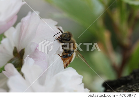A bee 4700977