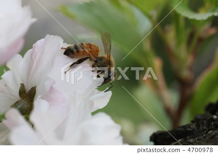 A bee A bee 4700978