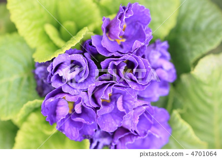 Primula Julian Primula Julian 4701064