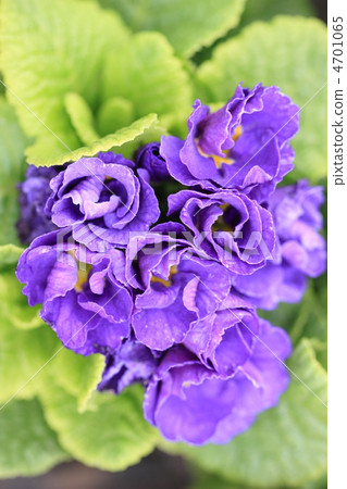 Primula Julian Primula Julian 4701065