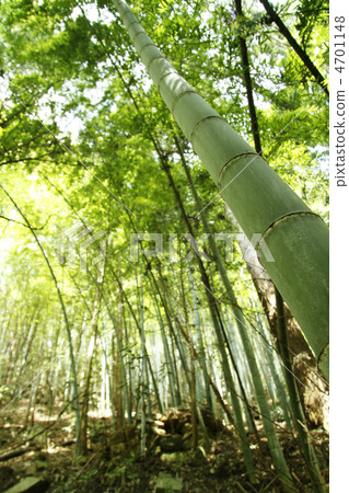 Spring bamboo grove 4701148
