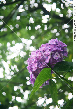 繡球 4701149