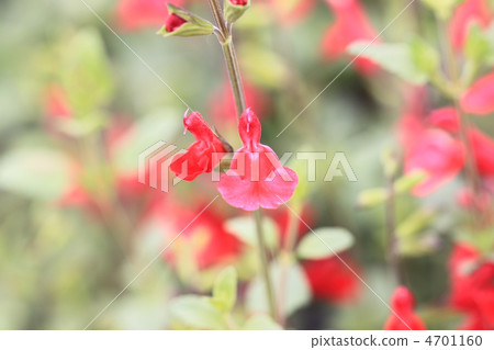 櫻桃鼠尾草 4701160