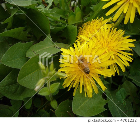 Temporary early spring 4701222