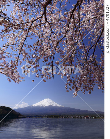 Cherry blossoms of Kawaguchiko and Fuji Cherry blossoms of Kawaguchiko and Fuji 4701327