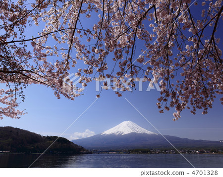 Cherry blossoms of Kawaguchiko and Fuji 4701328