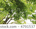 五月的楓樹 4701537