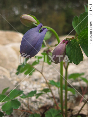 耬鬥菜膽草芽 耬鬥菜膽草芽 4701691