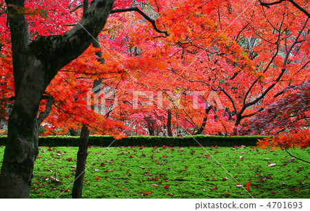 Yahiko Momiji Valley's autumn leaves 4701693