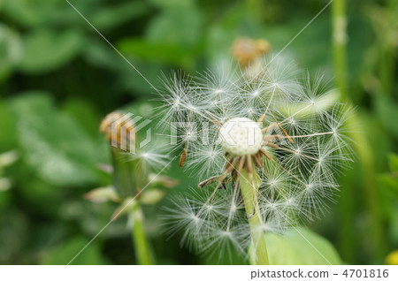  Dandelion 4701816